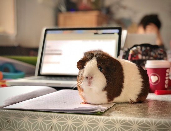 A guinea pig sitting on top of a workbook on a desk, with a laptop in the background